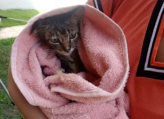 FOTOS: Filhote de gato é resgatado após cair em poço de 7 metros no sul da Bahia