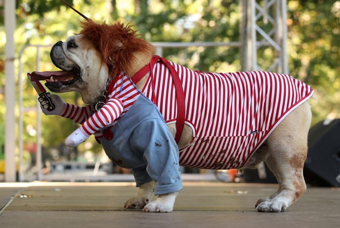 cachorro-halloween2