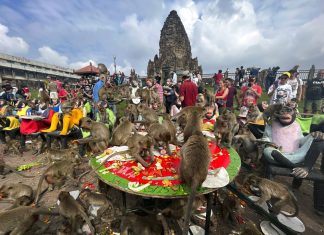 Macacos são homenageados com banquete em festival na Tailândia; veja fotos