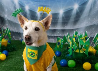 ‘Neydog Junior’, ‘Éder Milicão’, ‘Cãosemiro’: seleção de pets está disponível para adoção na Grande BH; saiba como adotar