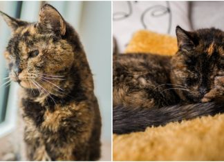 Gata de quase 27 anos ganha título de mais velha do mundo pelo Guinness