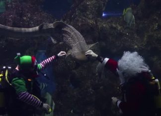 VÍDEO: Mergulhador vestido de Papai Noel alimenta tubarão em Malta