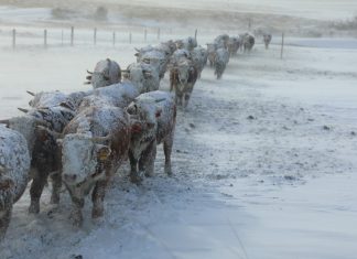 FOTOS: Gado fica coberto de neve após nevasca nos Estados Unidos