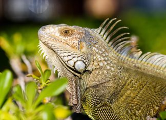 O fenômeno que explica por que iguanas estão caindo das árvores no sul da Flórida