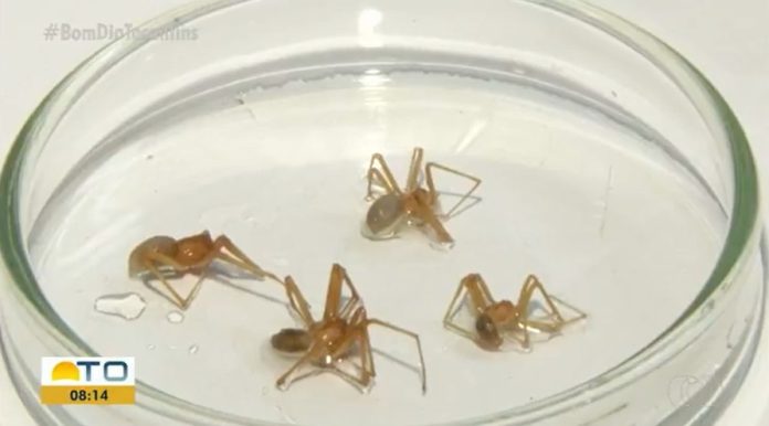 aranha-marrom