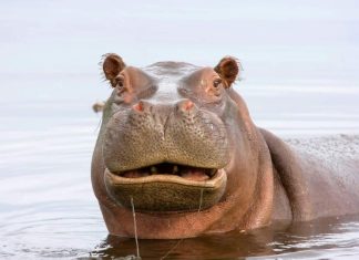 Hipopótamo tenta engolir criança em Uganda