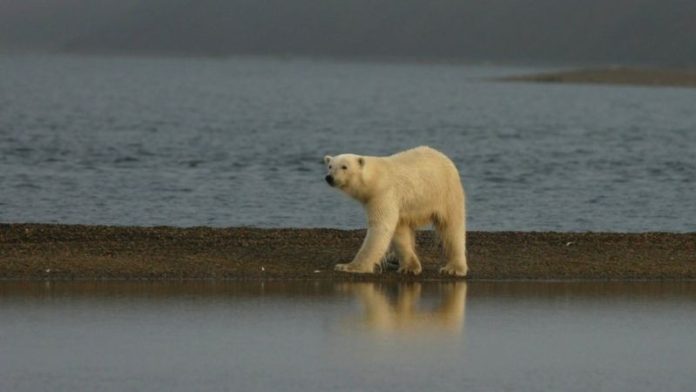 urso-polar