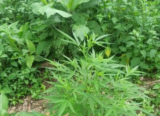 Polícia espanhola prende quadrilha que enviava maconha para Ucrânia em falso comboio humanitário