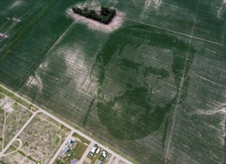 Projetada com algoritmo, plantação de milho na Argentina forma rosto gigante de Messi; veja FOTOS