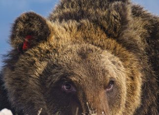 Urso ‘celebridade’, de espécie rara, morre atropelado na Itália