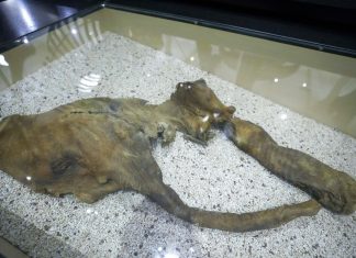 Rumor sobre ossos de mamute leva caçadores de tesouros a buscar artefatos em rio de Nova York