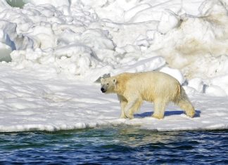 Urso polar mata mãe e criança de 1 ano nos EUA
