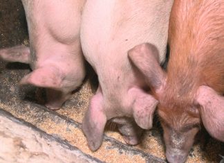 Porco reage, e açougueiro morre ao tentar abater animal em Hong Kong
