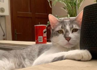 ‘Médium animal’ se une a investigadores em busca de gato desaparecido durante voo na Bolívia