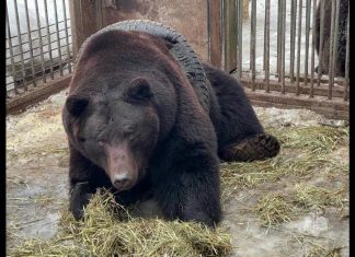 Urso fica preso em pneu de carro na Rússia