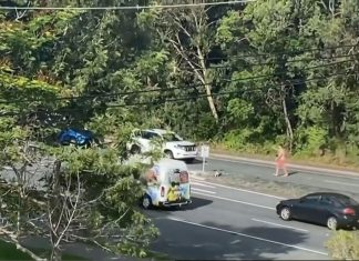 Homem para trânsito em estrada para coala atravessar