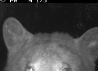 Urso tira centenas de ‘selfies’ em parque nos EUA; veja FOTOS