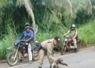 VÍDEO: Bicho-preguiça ‘para’ trânsito e é retirado de rodovia para evitar atropelamento