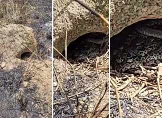 Passeio, 14 filhotes de cobra e susto: o que se sabe sobre o ninho de cascavéis achado por criança