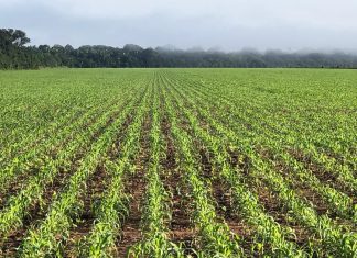 Comunidades rurais enfrentam insegurança alimentar e falta de crédito