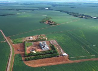 Como o agronegócio impulsiona o comércio, os serviços e o PIB do Tocantins