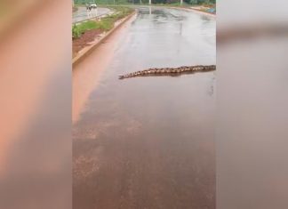 VÍDEO: Cobra surpreende moradores ao atravessar rua em Araguaína