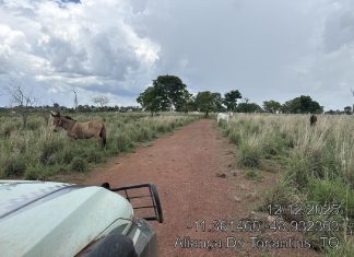 Fazendeiro é multado em mais de R$ 1,6 milhão por desmatar área de reserva legal para criar gado