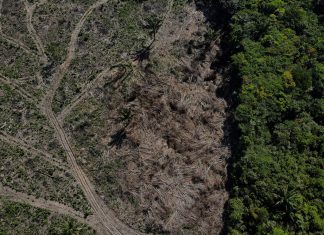 Desmatamento na Amazônia cai 17% no 1º trimestre, mas volta a subir em março