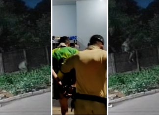 Pitbull é morto ao defender tutor de ataque em casa no TO; suspeito foi preso com marcas de mordida