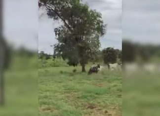 Filha de 6 anos do sertanejo Henrique viraliza nas redes sociais ao tocar gado sozinha; VÍDEO