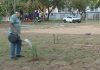 Conheça o aposentado que há oito anos transforma praça de Palmas com árvores frutíferas; VÍDEO
