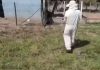 Enxame de abelhas ataca animais e trabalhadores no interior do TO; VÍDEO