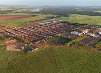 Fazendas de confinamento no Tocantins têm capacidade para manter 65 mil animais em engorda
