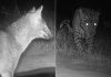 Como funcionam os bebedouros que atraem onças-pintadas, lobo-guará e outros animais do cerrado no TO